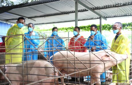 People wearing masks stand around a pig, discussing the benefits of artificial insemination services for pig farming in Timor-Leste.